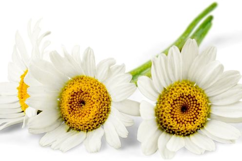 CHAMOMILE