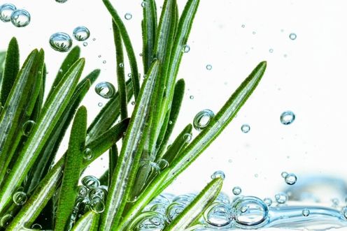 ROSEMARY