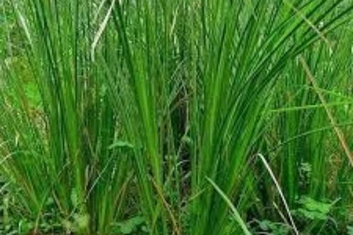 VETIVER